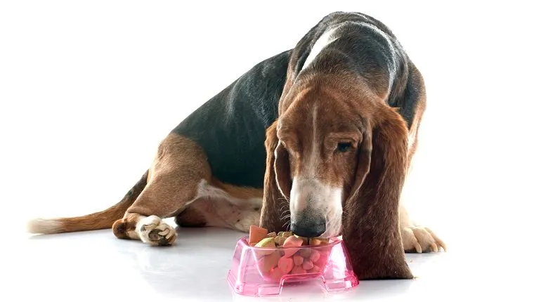 eating basset hound in front of white background