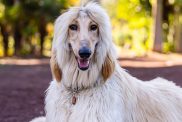 A cream colored Afghan Hound sits peacefully looking at the camera