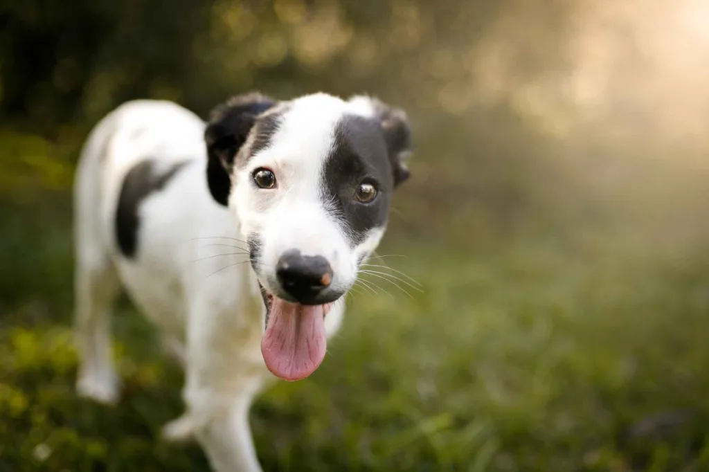 A black and white mutt puppy walks through the grass, looking at the camera.
