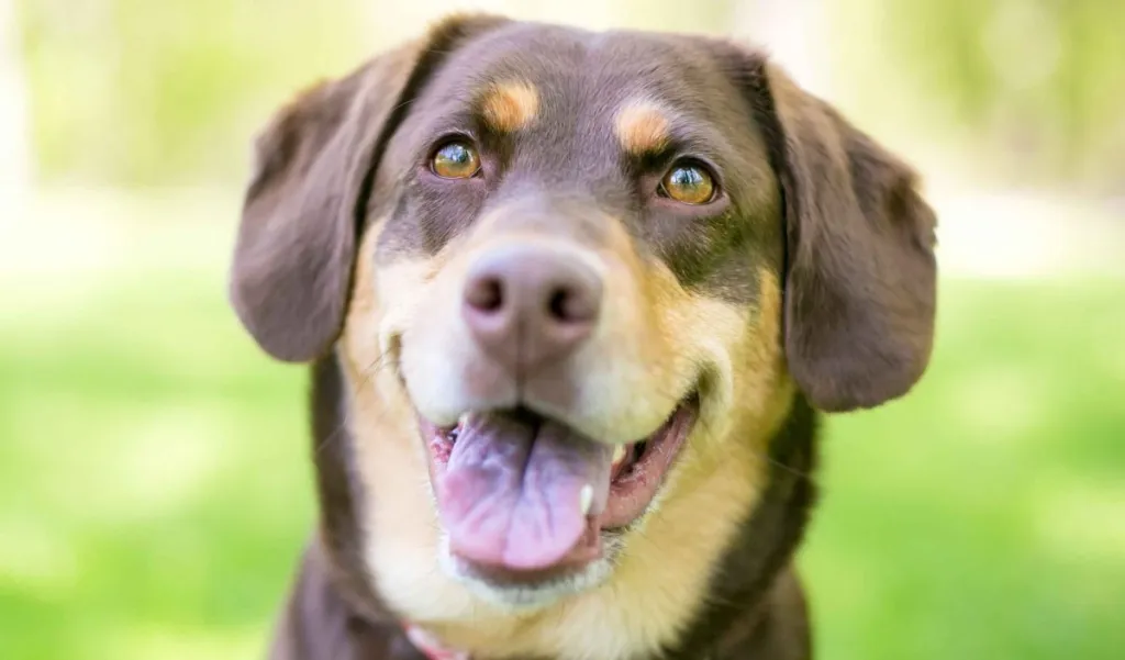 A happy looking mutt, a Labrador mix with Shepherd mask markings, looks at the camera with big brown eyes.