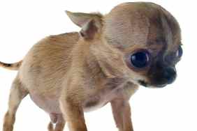 Portrait of a fragile purebred Chihuahua puppy with hydrocephalus in front of white background