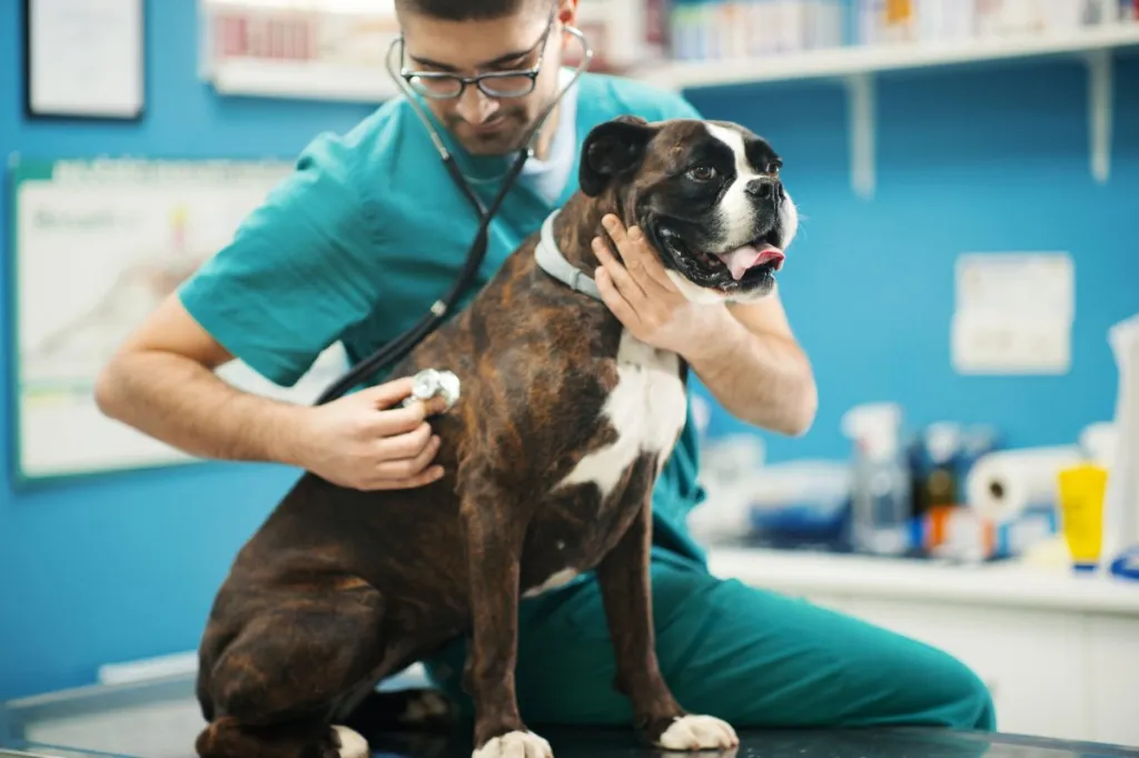 Closeup side view of a male vet doctor listening to a boxer dog's chest sounds,an important part of an examination in diagnosising an upper respiratory infection in dogs.