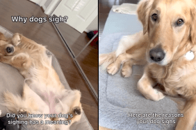 dog sigh video