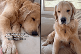 dog trick video