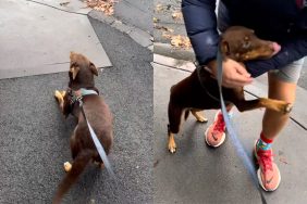 Video of dog meeting her walker.