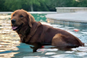 Carson Wentz's Dog Jersey