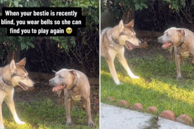 adorable dog video