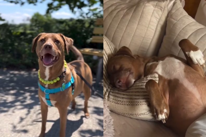 rescue dog pit bull instagram