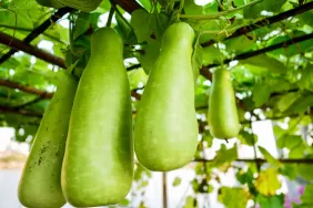 Bright green bottle gourds, which dogs can eat if prepared correctly, hanging in a market in Bangkok. This